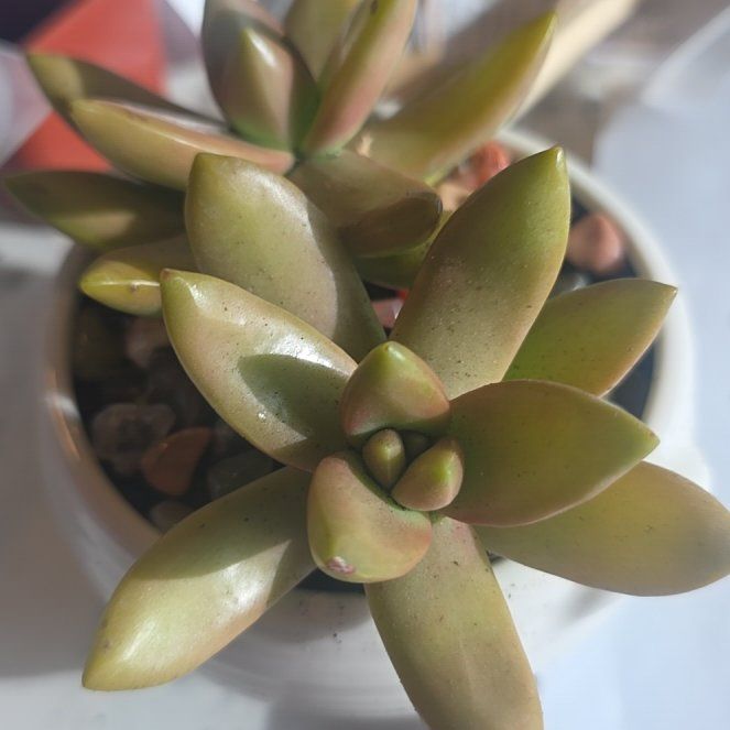 Photo of the plant species Sedum adolphi 'Gold Dust' by @CailleachLunasa named Hemingway on Greg, the plant care app