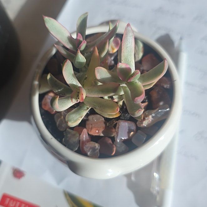 Photo of the plant species Candy Cane Crassula by @CailleachLunasa named Candy on Greg, the plant care app