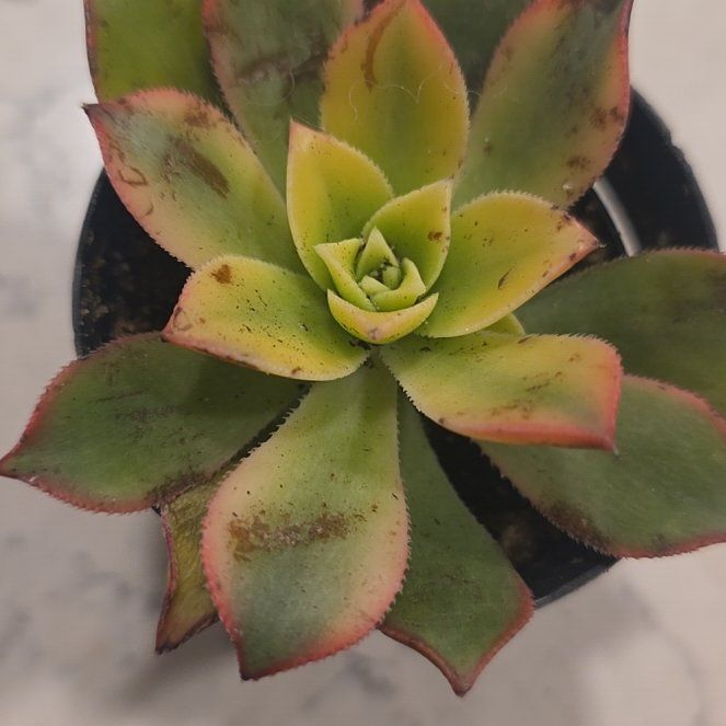 Photo of the plant species Kiwi Aeonium by @CailleachLunasa named Kiwi on Greg, the plant care app