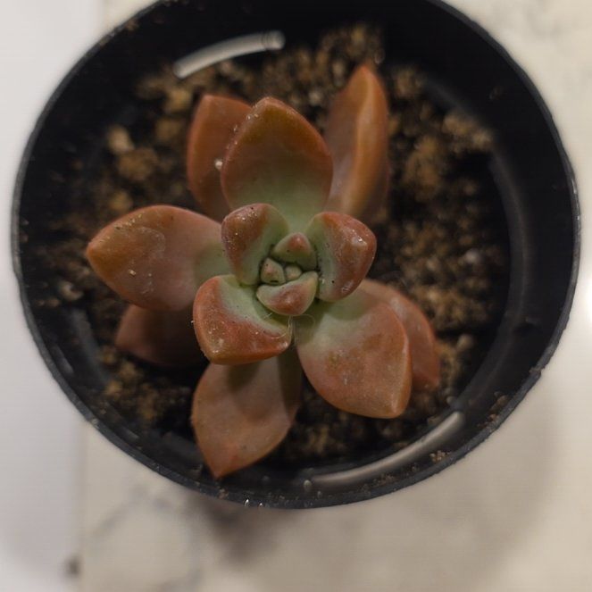 Photo of the plant species Graptosedum 'Bronze' by @CailleachLunasa named Cré-umha on Greg, the plant care app