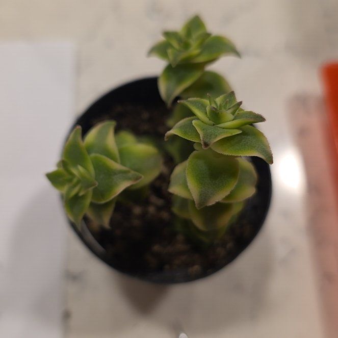 Photo of the plant species Variegated String of Buttons by @CailleachLunasa named Cnaipe on Greg, the plant care app