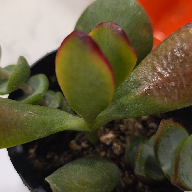 Photo of the plant species Akai Jade by @CailleachLunasa named Jada on Greg, the plant care app