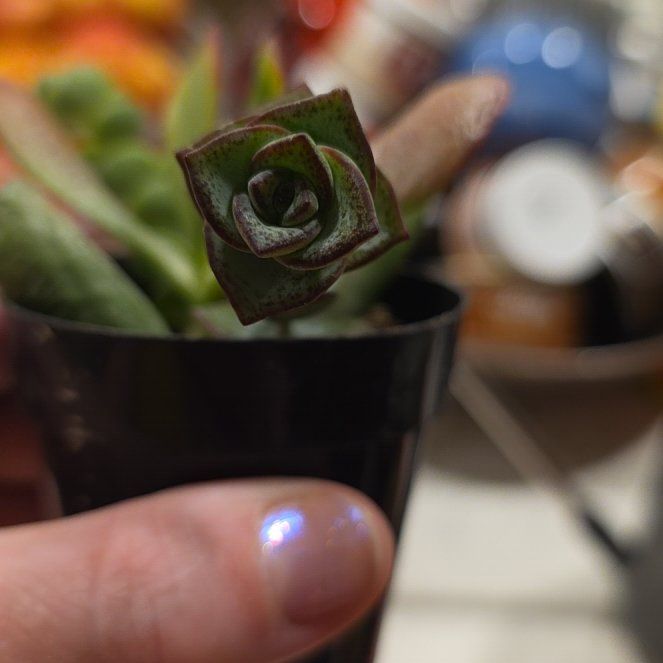 Photo of the plant species Tom Thumb by @CailleachLunasa named Tommy Boy on Greg, the plant care app