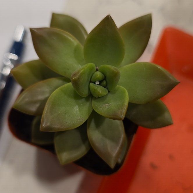 Photo of the plant species Graptosedum 'Vera Higgins' by @CailleachLunasa named Vera on Greg, the plant care app