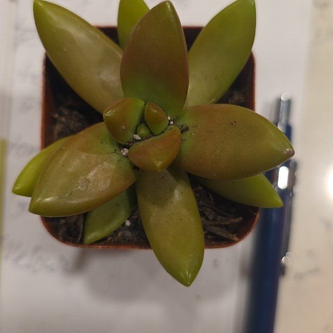 Photo of the plant species Sedum adolphi 'Shooting Stars' by @CailleachLunasa named Kobe on Greg, the plant care app