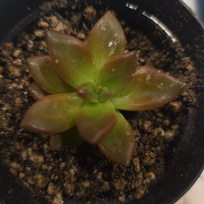 Photo of the plant species Echeveria 'Chroma' by @CailleachLunasa named Chroma on Greg, the plant care app