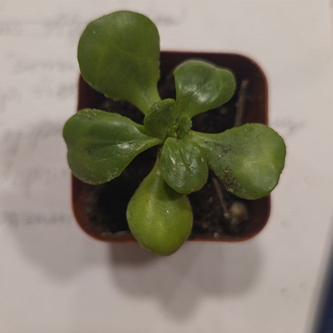 Photo of the plant species Compact Jade by @CailleachLunasa named Nemo on Greg, the plant care app