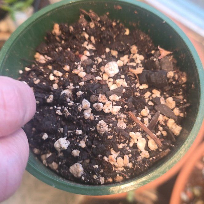 Photo of the plant species Florida Moonlight Caladium by @CailleachLunasa named Emerson on Greg, the plant care app