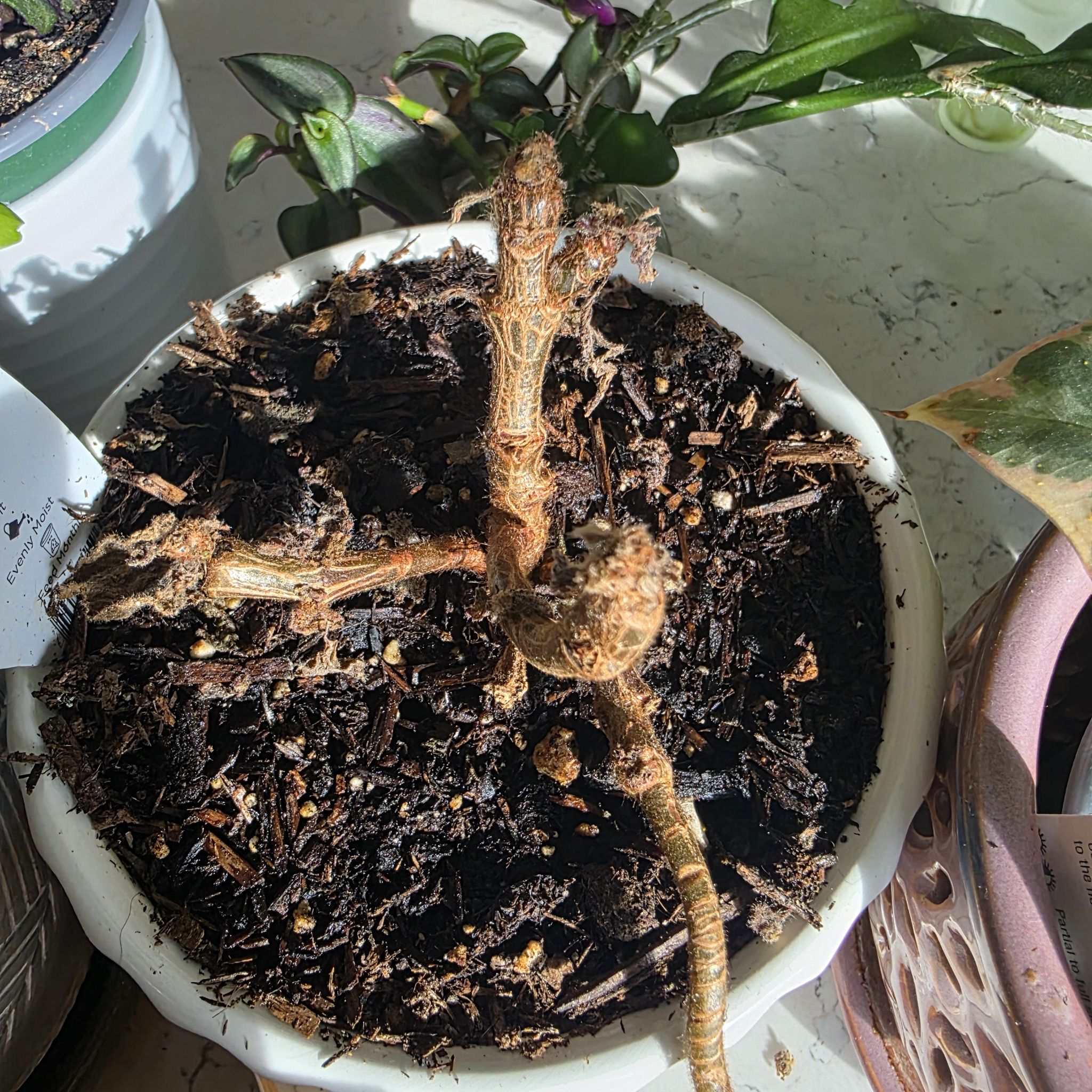 Photo of the plant species Flame Violet by @CailleachLunasa named Bitchy Bitch on Greg, the plant care app