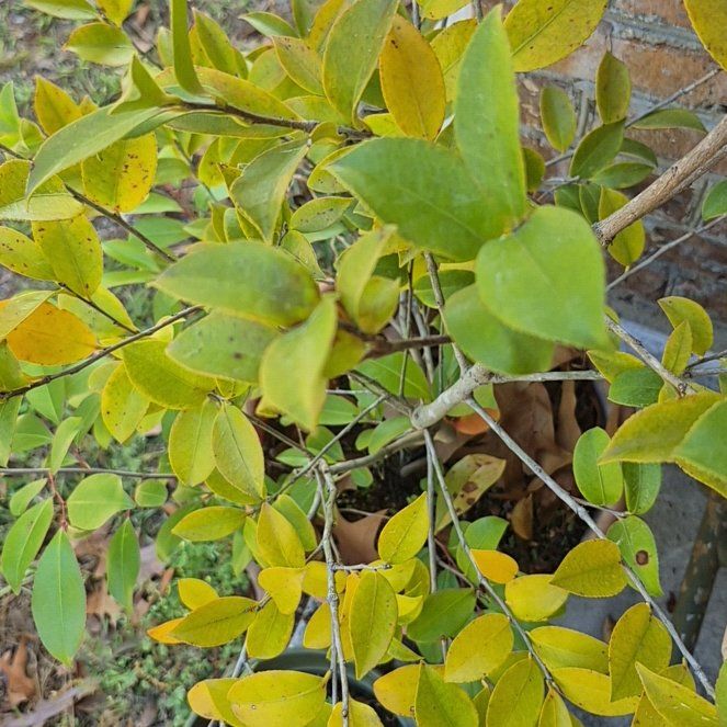 Photo of the plant species Garden Privet by @GentlemanFern11 named Michelle Branch on Greg, the plant care app