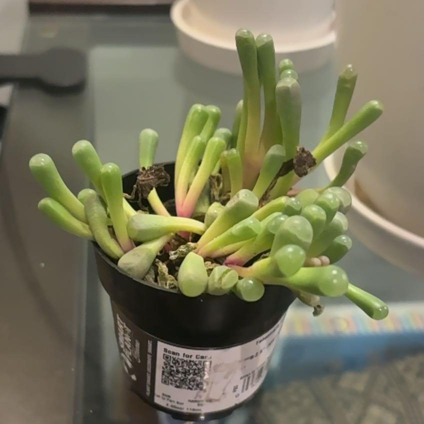 Photo of the plant species Baby Toes by @PoisedFuchsia11 named Keanu Leaves on Greg, the plant care app