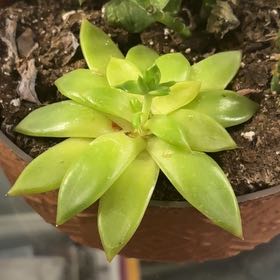 Photo of the plant species Echeveria 'Pelusida' by @PoisedFuchsia11 named Kylie on Greg, the plant care app