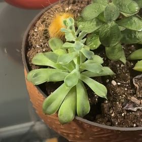 Photo of the plant species Raindrops Echeveria by @PoisedFuchsia11 named Baesil on Greg, the plant care app