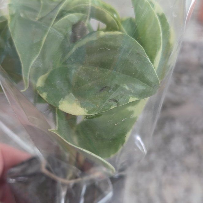 Photo of the plant species Variegated Cupid's Plant by @KeenSeaaster97 named Austen on Greg, the plant care app