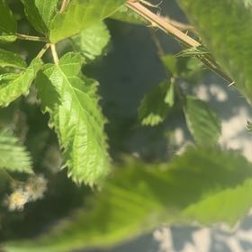 Photo of the plant species Southern Dewberry by @AssistiveSucc91 named Bieber on Greg, the plant care app