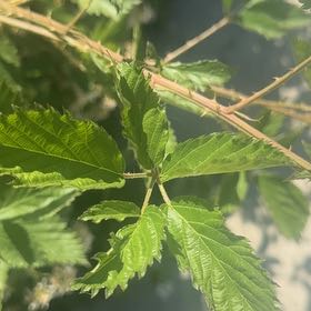 Photo of the plant species Salmonberry by @AssistiveSucc91 named Robert Plant on Greg, the plant care app