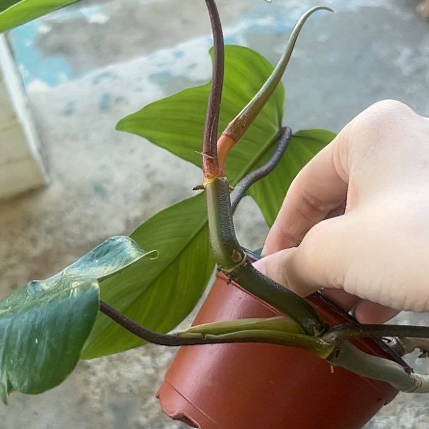 Photo of the plant species Flordia green by @rileyowo named Dax on Greg, the plant care app