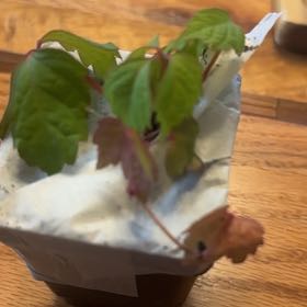 Photo of the plant species Japanese Creeper by @DandyChosmo7 named Marley on Greg, the plant care app