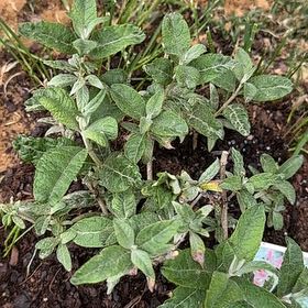 Photo of the plant species Miss Molly Butterfly Bush by @ValorousLilac74 named Elle on Greg, the plant care app