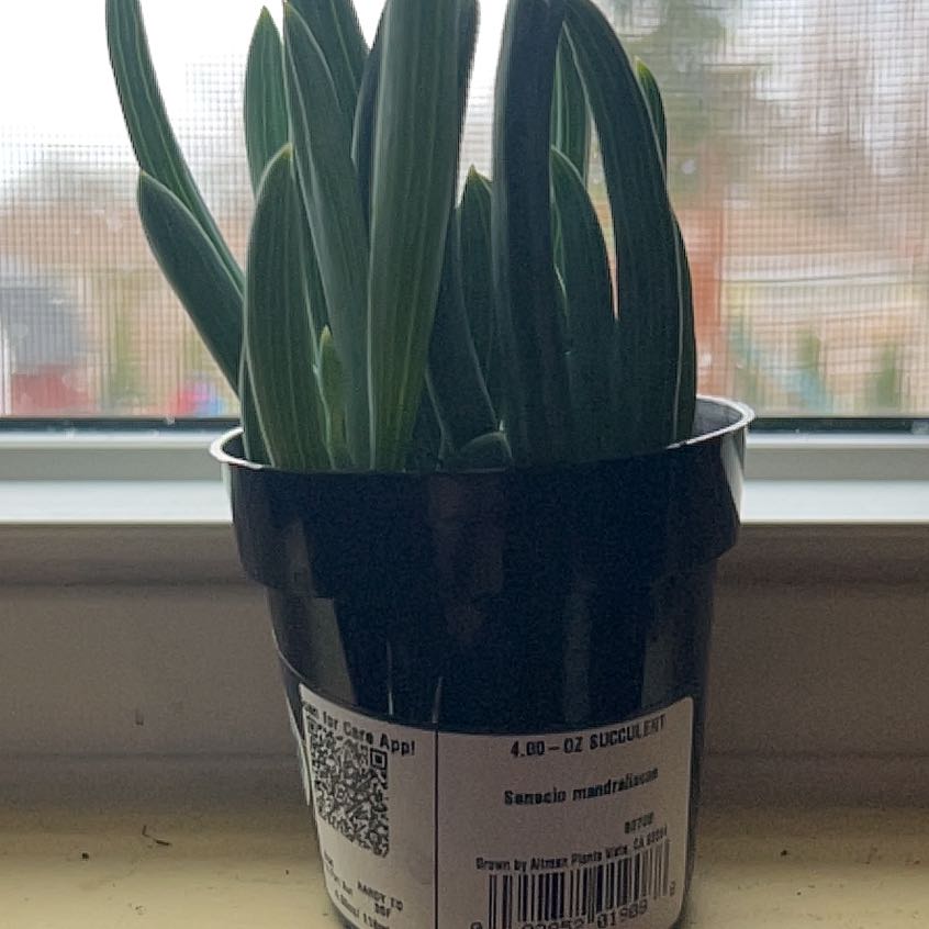 Photo of the plant species Blue Chalk Stick by @HopefulAlula47 named Walt on Greg, the plant care app