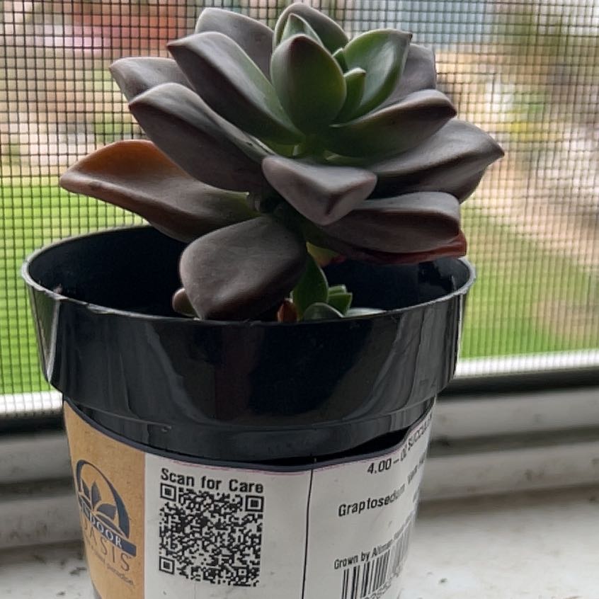 Photo of the plant species Graptosedum 'Vera Higgins' by @HopefulAlula47 named Kesha on Greg, the plant care app