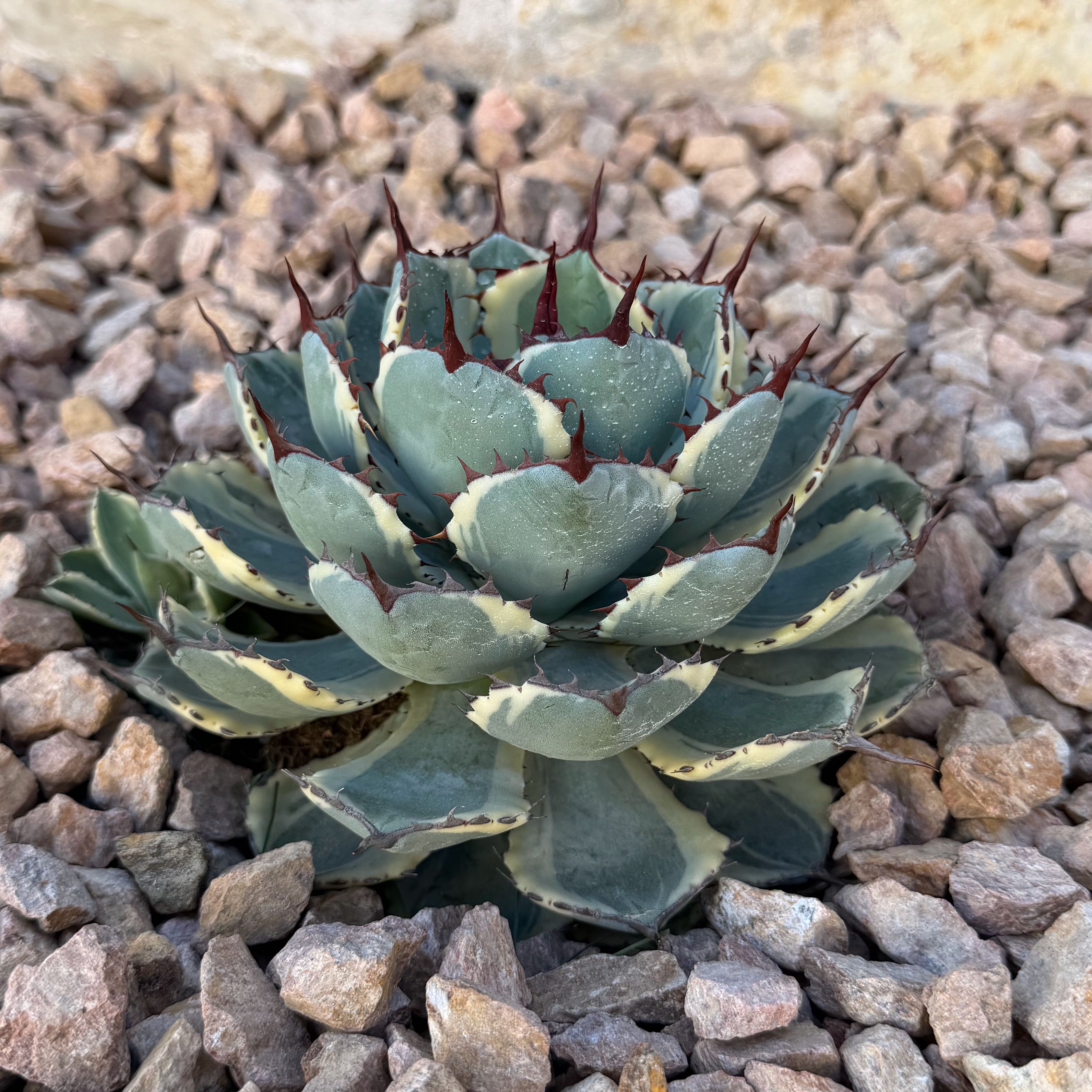Photo of the plant species Agave 'Kissho Kan' by @SelectOkra68 named Agave Lucky Crown Century Plant Kissho Kan on Greg, the plant care app