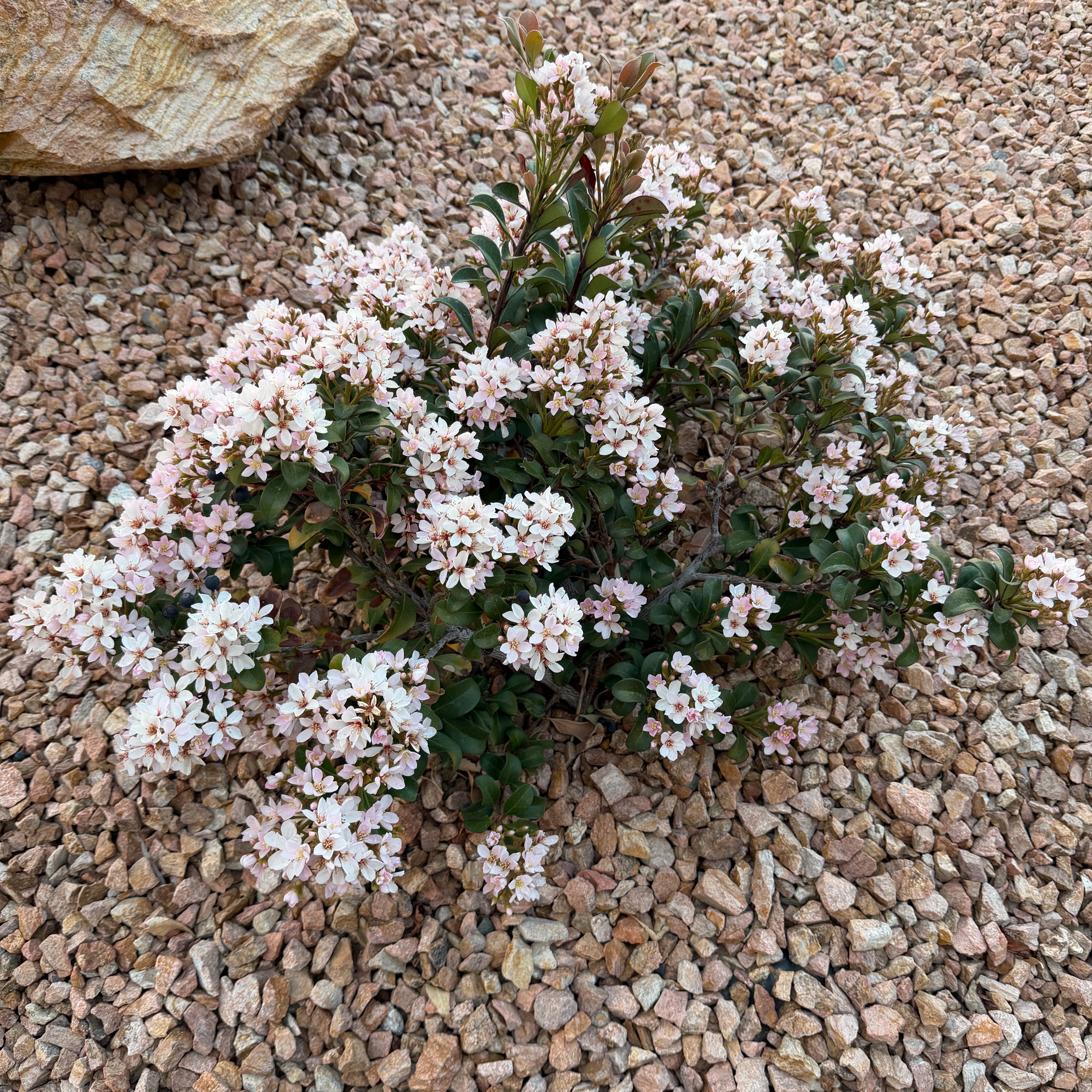 Photo of the plant species Indian Hawthorn 'Pinkie' by @SelectOkra68 named Pinkie Indian Hawthorn on Greg, the plant care app