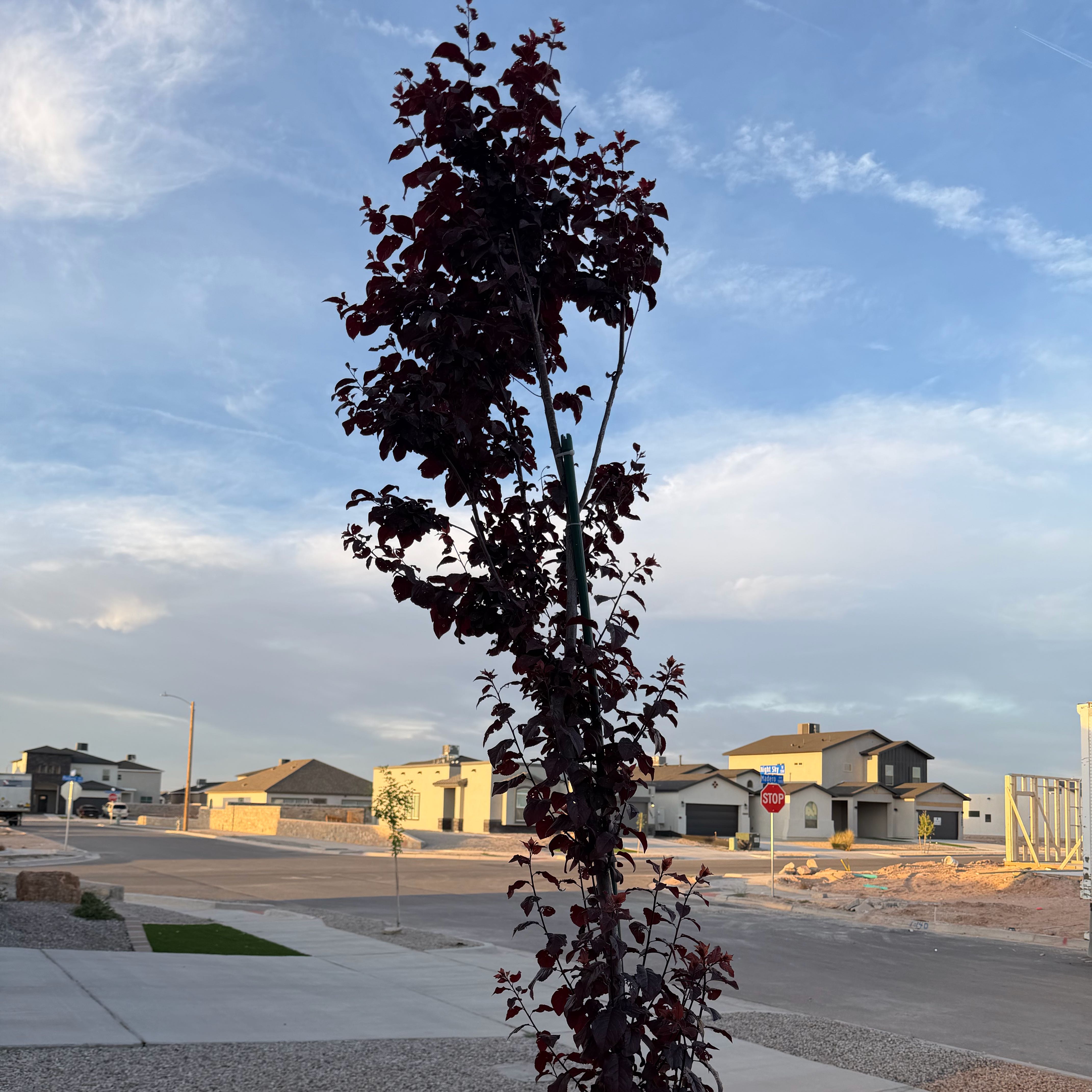 Photo of the plant species Purple Leaf Plum by @SelectOkra68 named Ciruelo de Hoja Morada on Greg, the plant care app