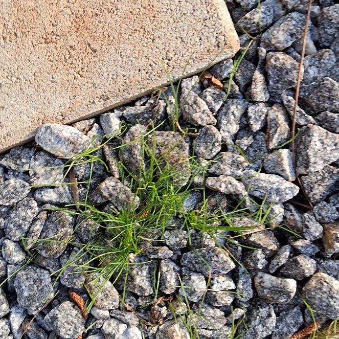 Photo of the plant species Birdeye Pearlwort by @StarEndive14 named Fernie Mercury on Greg, the plant care app