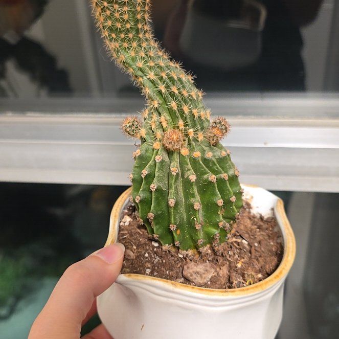 Photo of the plant species Cacti by @JazzyCaraway62 named Sanders on Greg, the plant care app