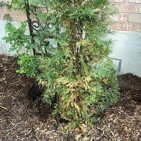 Photo of the plant species Leyland Cypress by @HomelyWildyam56 named Gobi on Greg, the plant care app