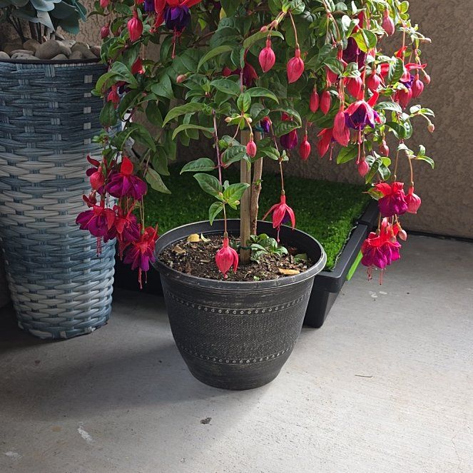 Photo of the plant species Dollar Princess Fuchsia by @KineticRimu73 named Dollar Princess Fuchsia on Greg, the plant care app