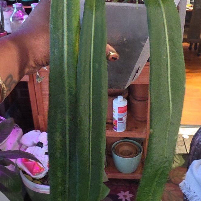 Photo of the plant species Anthurium pallidifibrum by @Greyskyeyes85 named Achilles on Greg, the plant care app