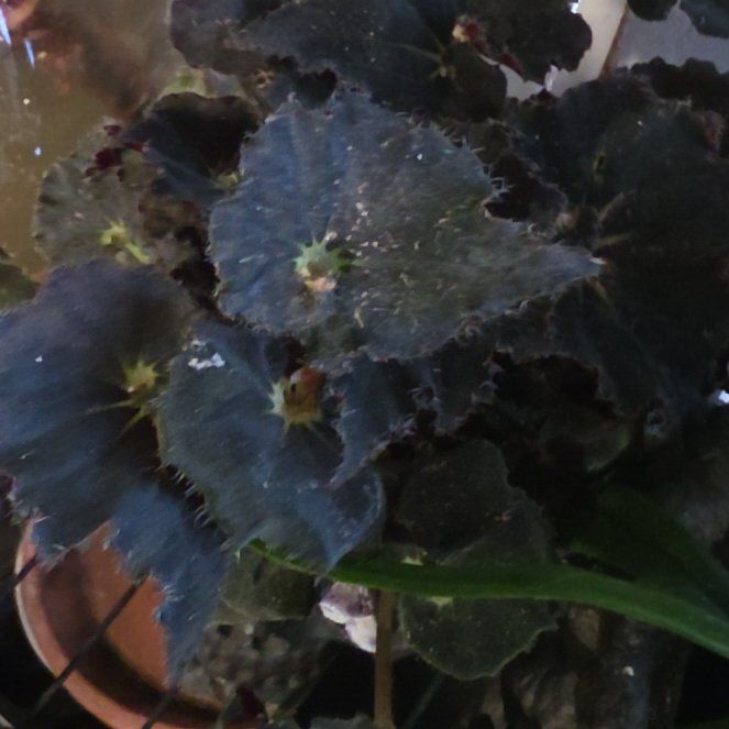 Photo of the plant species Begonia by @Greyskyeyes85 named Leonardo on Greg, the plant care app