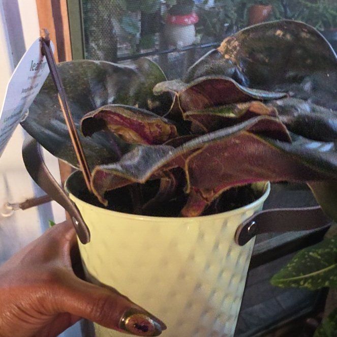 Photo of the plant species Geogenanthus ciliatus by @Greyskyeyes85 named Taylor Swift on Greg, the plant care app