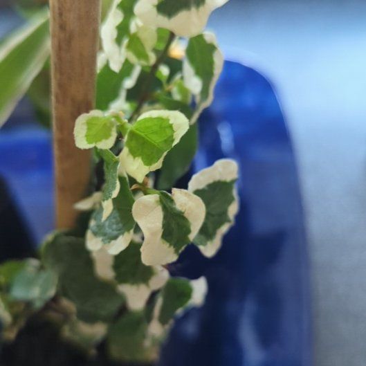 Photo of the plant species Trailing Dusty Miller by @ZestyCodiaeum87 named James Dean on Greg, the plant care app
