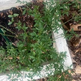 Photo of the plant species Winter Jasmine by @WholesomeLentil named Eva on Greg, the plant care app
