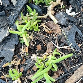 Photo of the plant species Marsh Jaumea by @CharmingDuwei63 named Walt on Greg, the plant care app