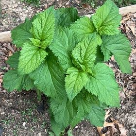 Photo of the plant species Hoary Stinging Nettle by @CharmingDuwei63 named Huckleberry Fern on Greg, the plant care app