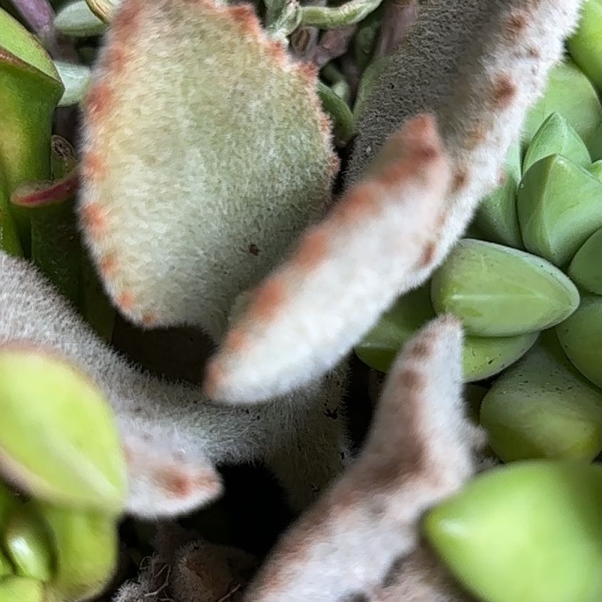 Photo of the plant species Leather-Leaf Fern by @YiftKale63 named Homer on Greg, the plant care app