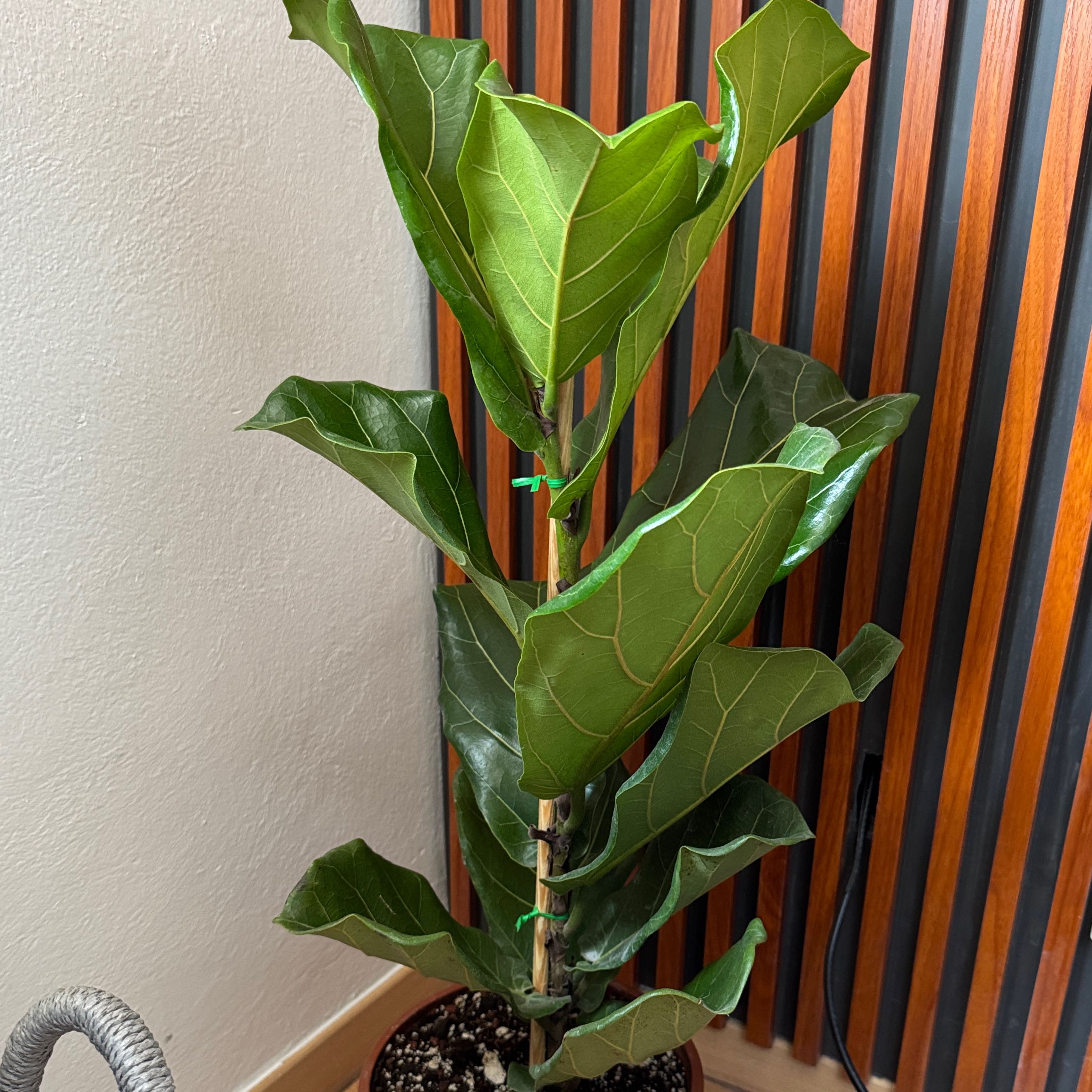 Photo of the plant species Rubus panduratus by @BigtimeCoconut5 named Pandu on Greg, the plant care app