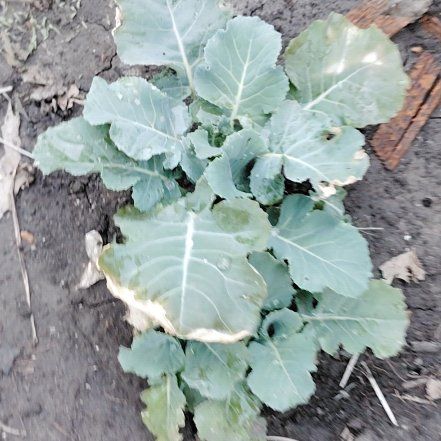 Photo of the plant species Broccoli 'Green Magic' by @BigtimeBacopa2 named Forrest on Greg, the plant care app