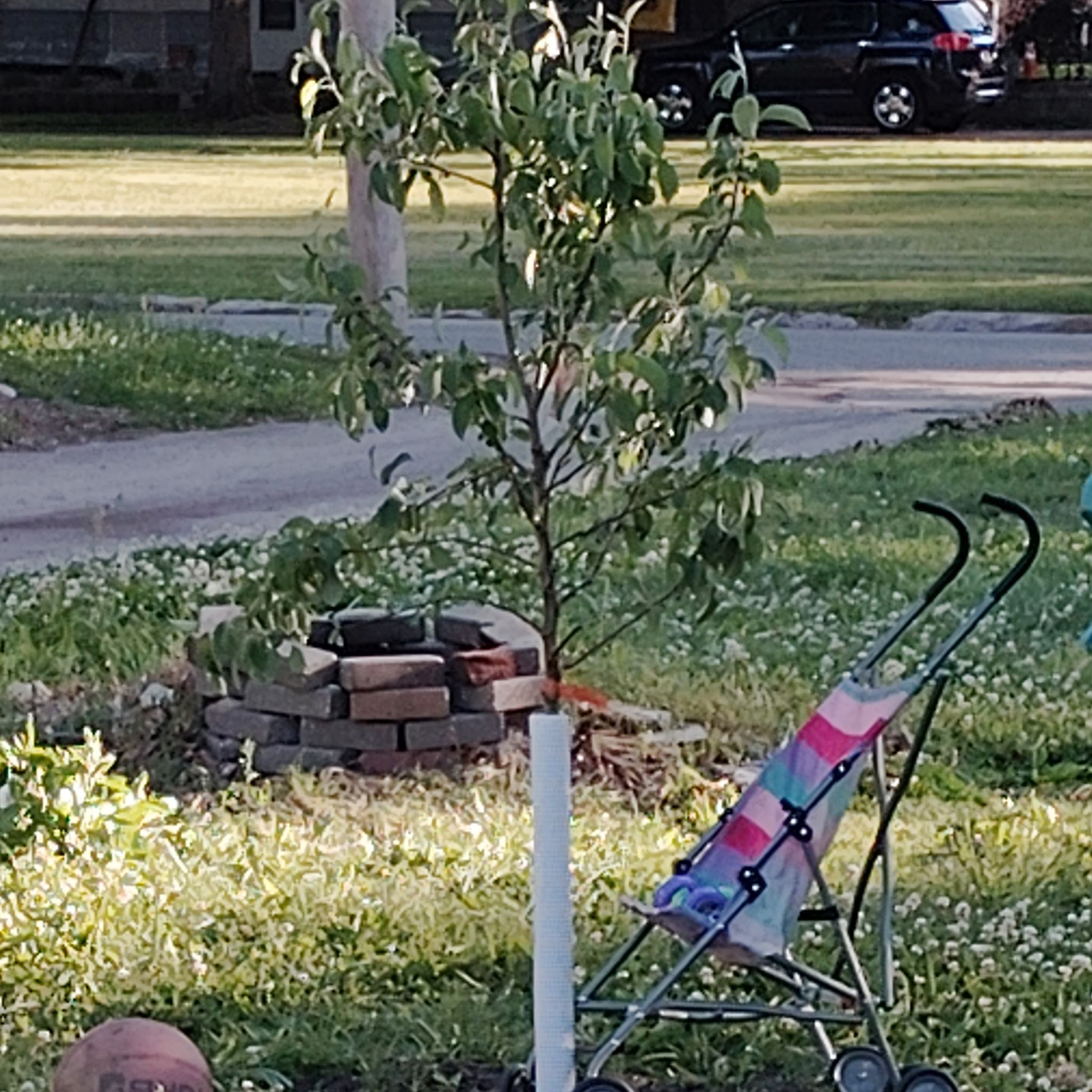Photo of the plant species McIntosh Apple by @BigtimeBacopa2 named Demi on Greg, the plant care app