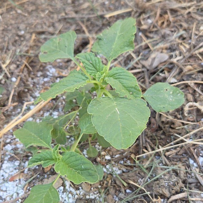 Photo of the plant species Purple Amaranth by @HipVaseyoak33 named Peter Parker on Greg, the plant care app