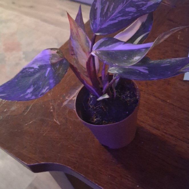 Photo of the plant species Pink Naomi by @WinsomeAposeris named Stella on Greg, the plant care app