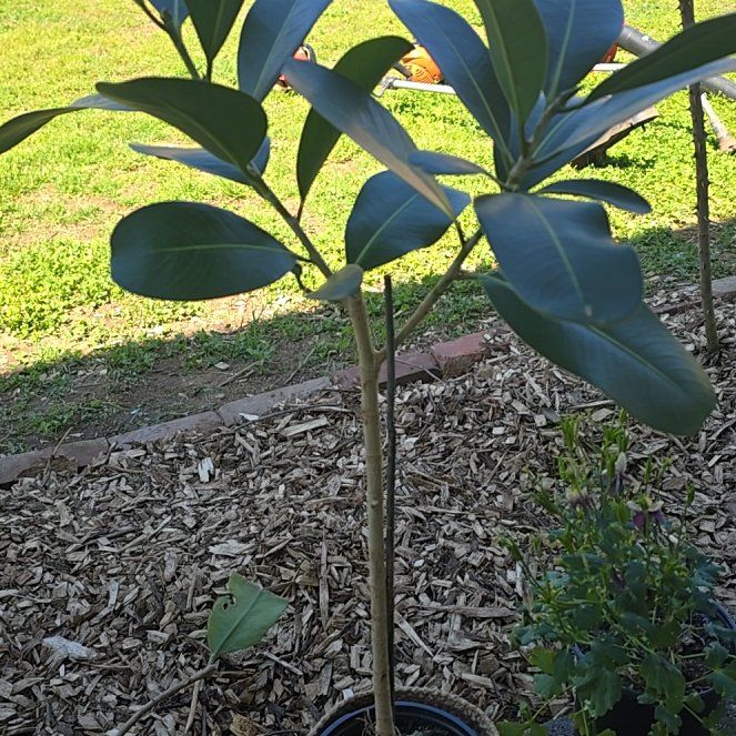 Photo of the plant species Red Mangrove by @FamousWasabi58 named Navajo on Greg, the plant care app