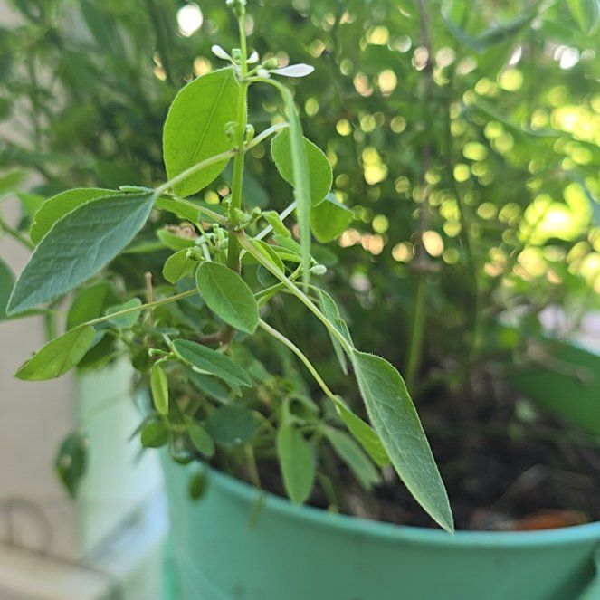 Photo of the plant species Grassleaf Spurge by @FamousWasabi58 named Lola on Greg, the plant care app