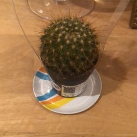 Photo of the plant species Mammillaria by @TranquilFuchsia named Darwin on Greg, the plant care app
