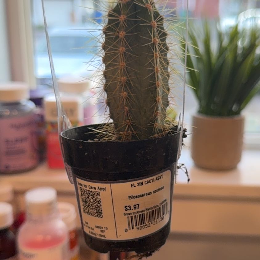 Photo of the plant species Pilosocereus azureus by @GreatChards84 named Kendall on Greg, the plant care app
