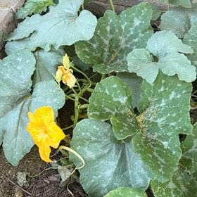 Photo of the plant species Butternut Pumpkin by @BigRoyalfern49 named Miley on Greg, the plant care app